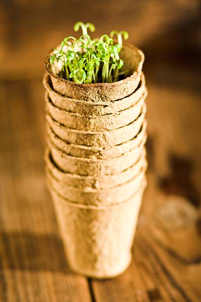 istock Potted seedlings growing in biodegradable peat moss pots. Selective focus 502067726
