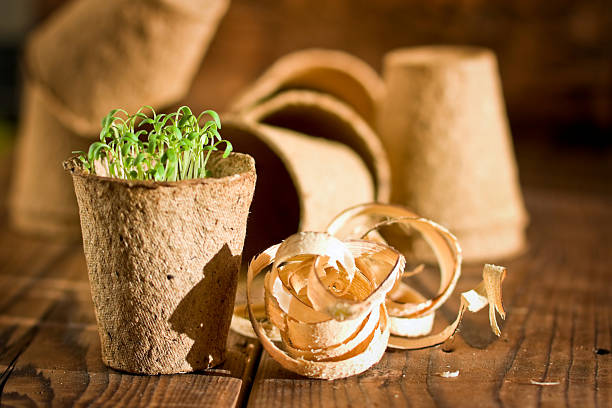 istock Potted seedlings growing in biodegradable peat moss pots 502067936