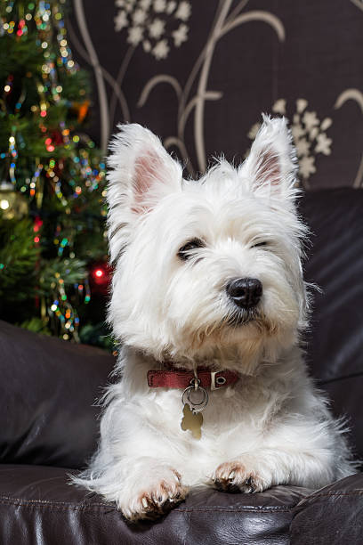 istock Adorable White West Highlands Terrier Dog Sat On Sofa. 502068204