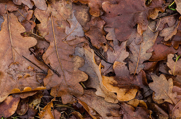 istock wet oak leaves background 502068504