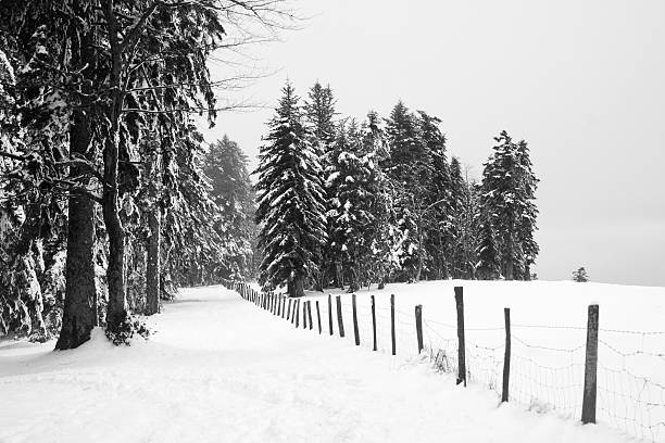 A serene and dreamy winter scene showing a dense forest completely covered in deep frost and snow