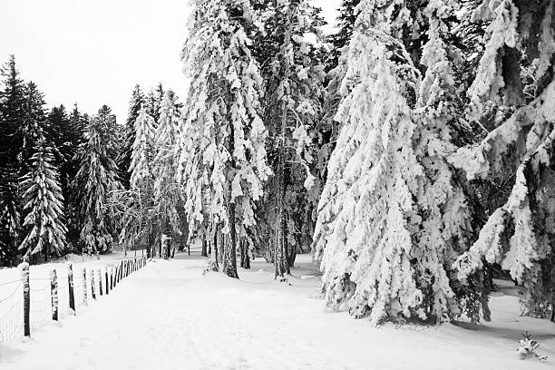 sapins recouverts 공제율 neige - european alps wooden post barbed wire frost 뉴스 사진 이미지