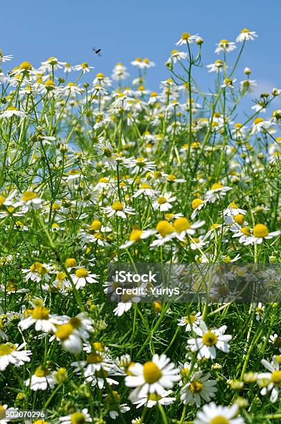 Foto de Detalhe De Florescendo Camomile Matricaria Chamomilla e mais fotos de stock de 2015