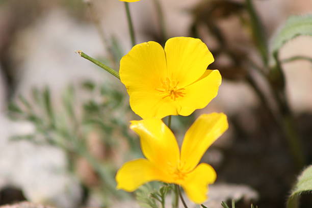 istock Yellow Poppies in Spring 502070660