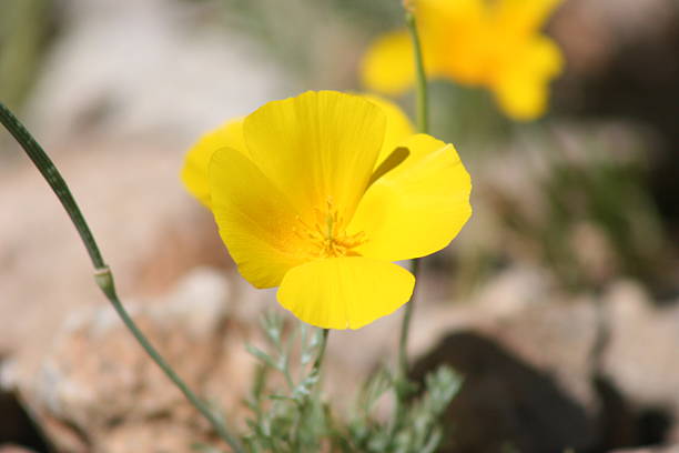 istock Yellow Poppies in Spring 502070690