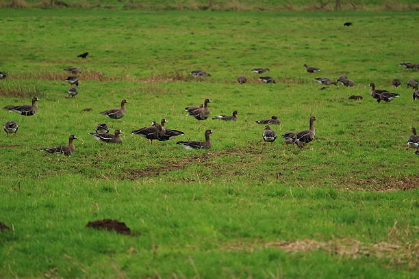 morrer gänse - vogelzug imagens e fotografias de stock