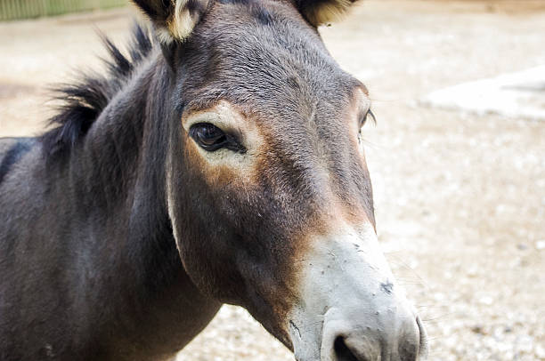 istock Close-up of a donkey 502071430