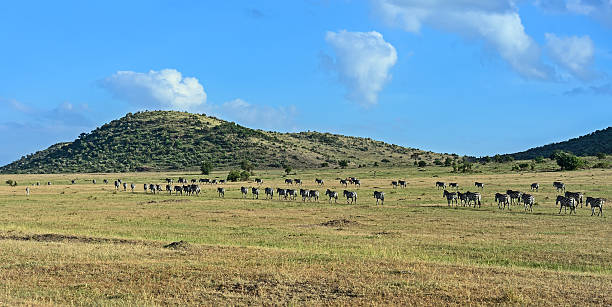 istock Zebra in the Masai Mara 502071460