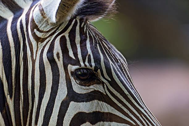 istock Zebra in the Masai Mara 502071500