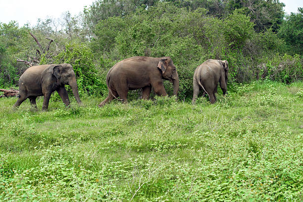 istock Elephants in Sri Lanka 502073108