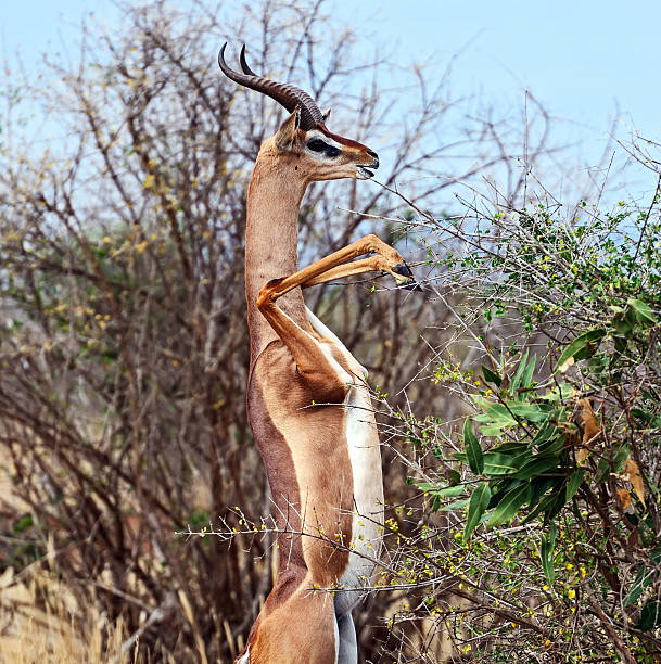 African gazelle gerenuk