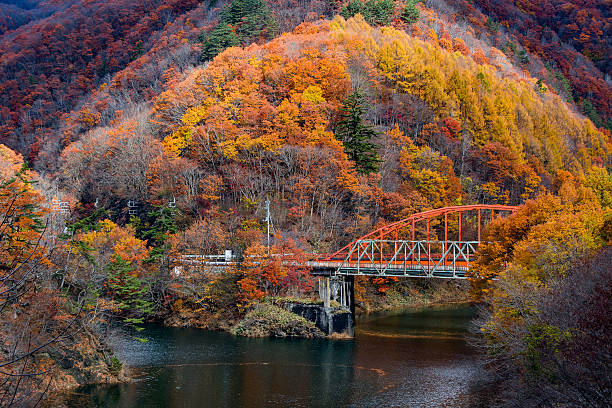 istock Autumn foliage in Japan. 502074608