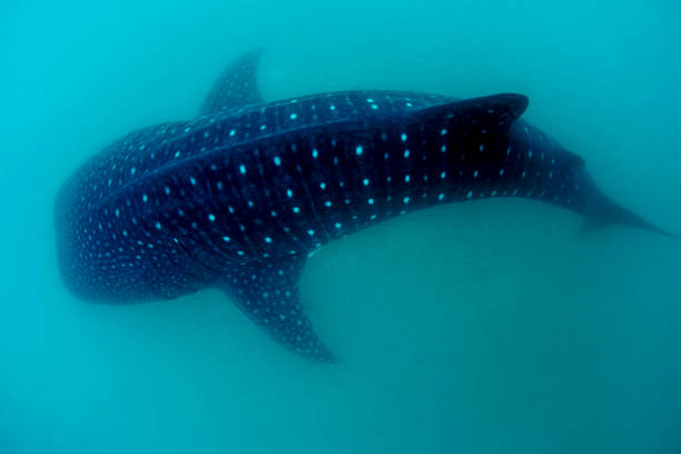 istock Top of the Whale Shark 502075396