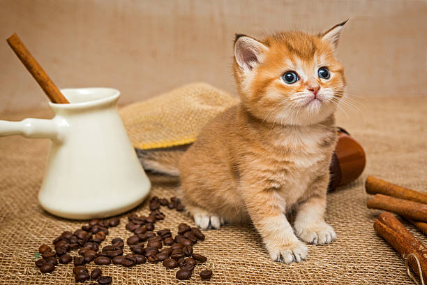Little kitten  and  coffee