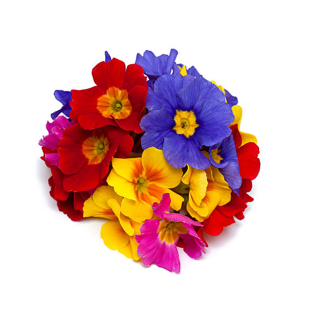 istock bouquet of primula flowers 502076616