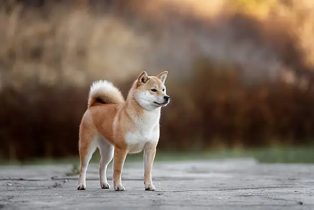 Dog breed red Japanese Shiba walking in autumn park