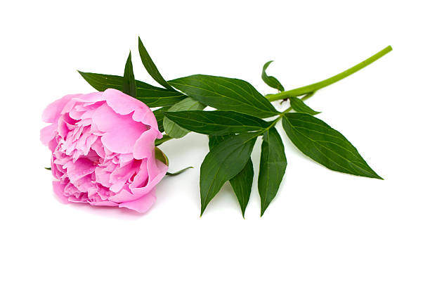 istock pink peony isolated on white background 502076958