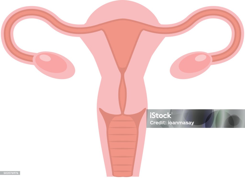 Human uterus illustration Uterus and ovaries, organs of female reproductive system. Flat style vector illustration. Drawing - Art Product stock vector