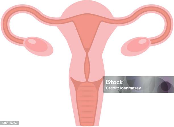 Human Uterus Illustration Stock Illustration - Download Image Now - Drawing - Art Product, Uterus, 2015