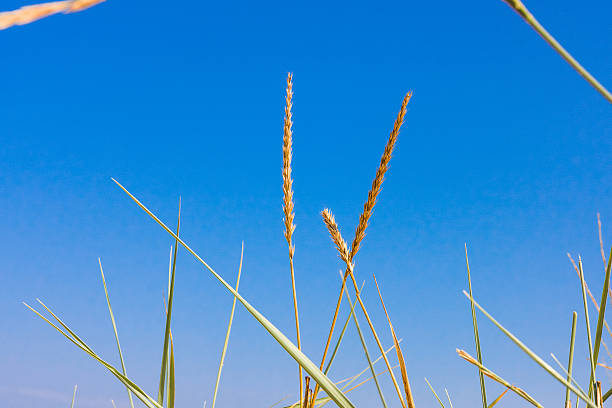 istock closeup grass on a blue sky on background 502077154