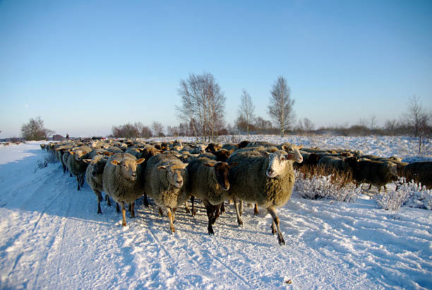 istock Flock of sheep in the winter 502077728