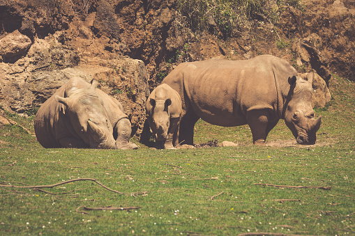 African rhinoceroses (Diceros bicornis minor) on the Masai Mara National Reserve safari in southwestern Kenya.