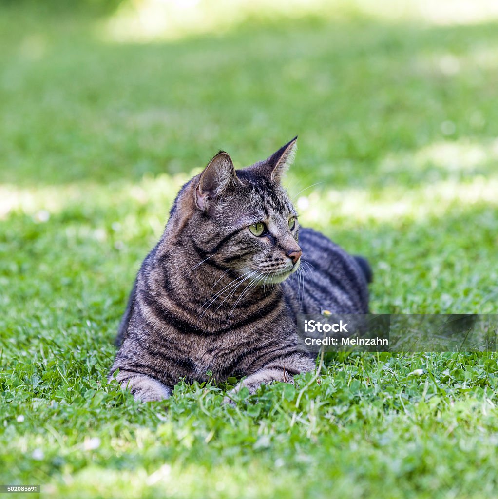 cute cat  in the garden cute cat relaxes in the garden Agricultural Field Stock Photo