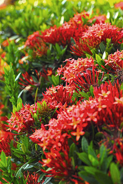istock Ixora flowers in the nature 502085953