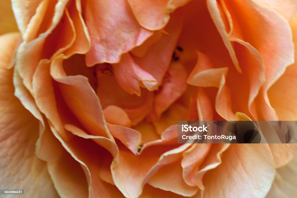 Macro naranja, rosa - Foto de stock de Belleza de la naturaleza libre de derechos