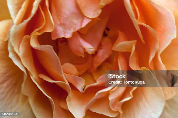 Macro Naranja Rosa Foto de stock y más banco de imágenes de Belleza de la naturaleza - Belleza de la naturaleza, Cabeza de flor, Color vibrante