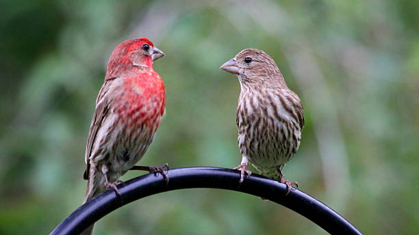 istock House finch couple 502086945