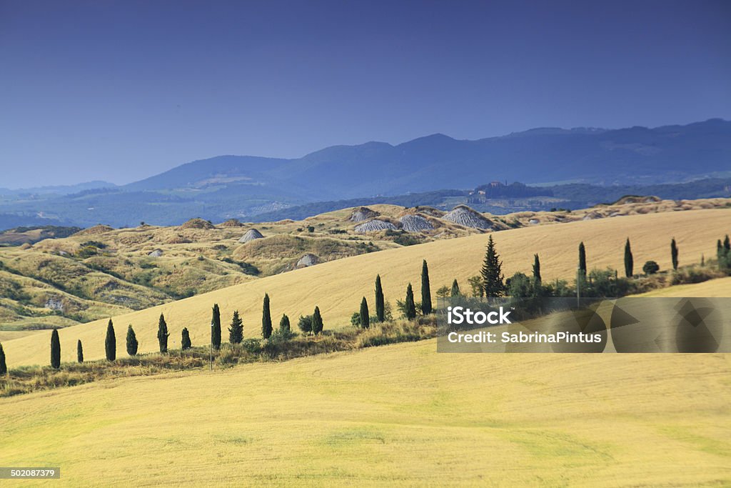 Paisaje de Toscana con cypress trees - Foto de stock de Agricultura libre de derechos