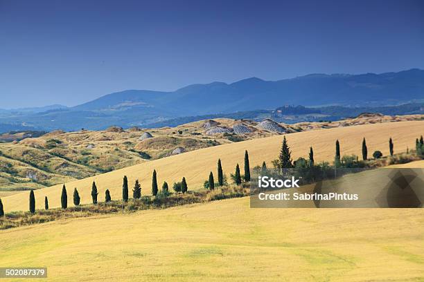Paisaje De Toscana Con Cypress Trees Foto de stock y más banco de imágenes de Agricultura - Agricultura, Aire libre, Amarillo - Color