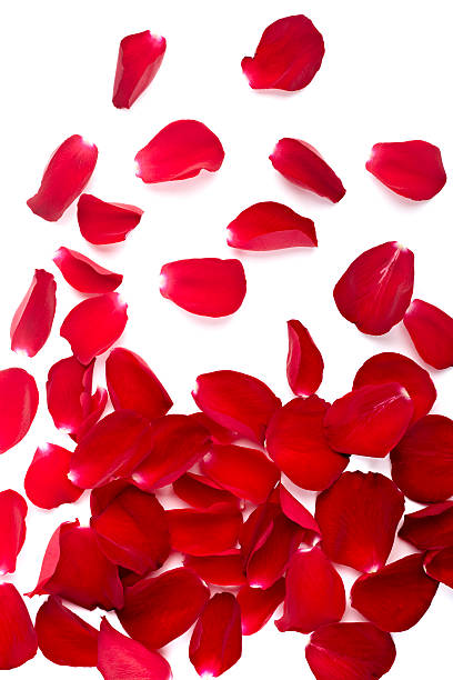 istock petals rose flower nature love 502087651