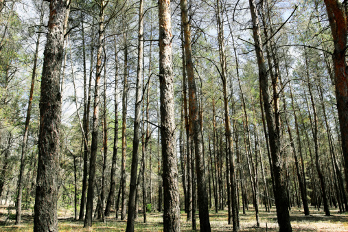 recovering withered pine forest after fire