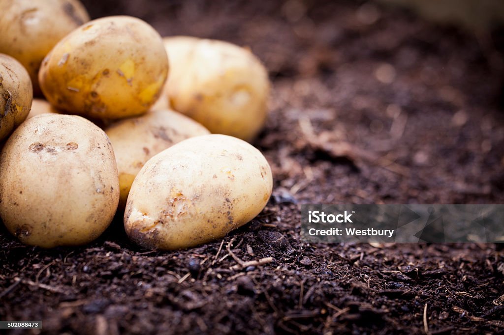 Freshly picked potatoes Potatoes fresh from the ground Agriculture Stock Photo