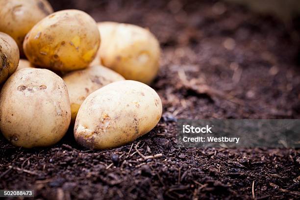 Freshly Picked Potatoes Stock Photo - Download Image Now - Agriculture, Copy Space, Horizontal