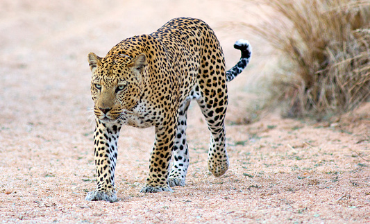 Male leopard stalking along a dry river bed  - Okinkima nature reserve, Namibia