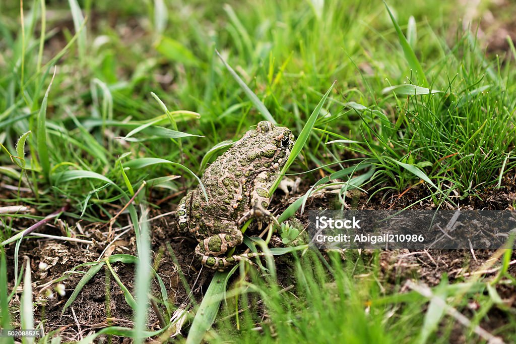 steppe terre Grenouille - Photo de Amphibien libre de droits