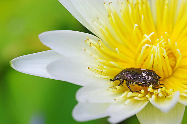flower beetle is staying on the petal of the lotus flower