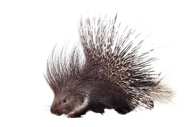 Indian crested Porcupine, Hystrix indica, isolated on white background