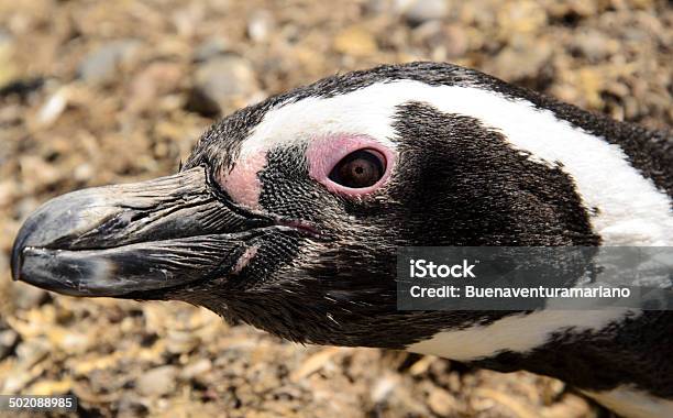 Pinguino Patagonico 0명에 대한 스톡 사진 및 기타 이미지 - 0명, 걷기, 군집 동물