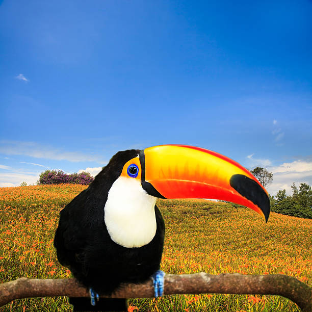 The potrait of Blue & Gold Macaw Colorful tucan in the aviary for adv or others purose useThe potrait of Blue & Gold Macaw for adv or others purpose use richie mccaw stock pictures, royalty-free photos & images