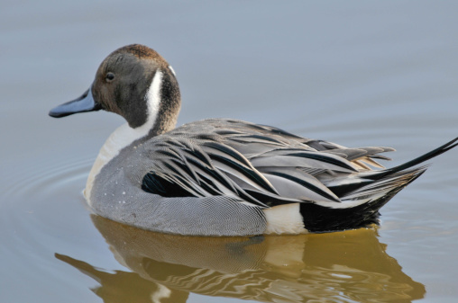 Northern pintail, Anas acuta, single male wing stretching, Gloucestershire, January 2015