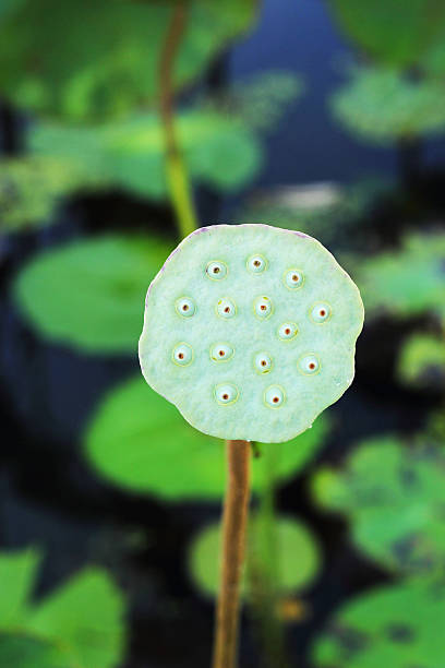 istock seed lotus in the nature 502089925
