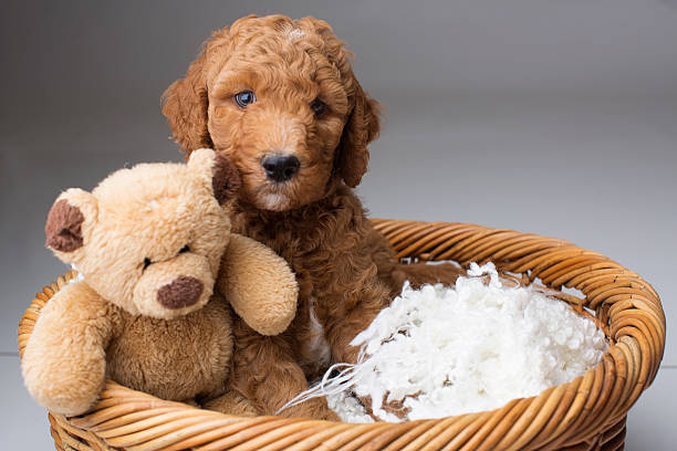 Cтоковое фото Плюшевый Cuteness