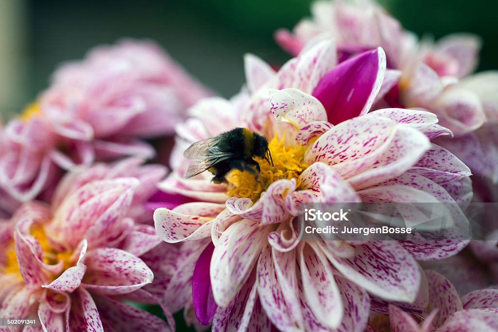 Hummel auf eine Dahlie flowerhead - Lizenzfrei Bestäuber Stock-Foto