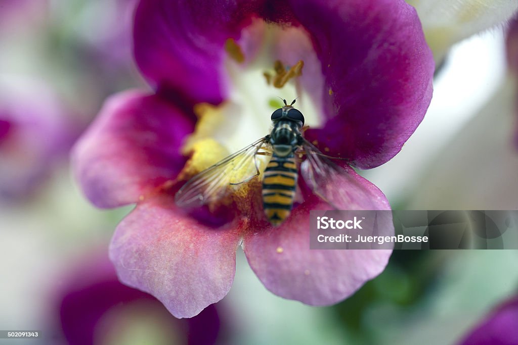 Schwebfliege mit Blume Nierenkelch (Löwenmaul) - Lizenzfrei Bestäuber Stock-Foto