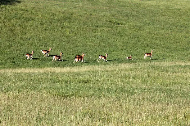 a herd fallow bucks with young animals