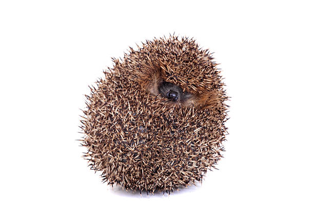 istock European hedgehog on white background 502091415